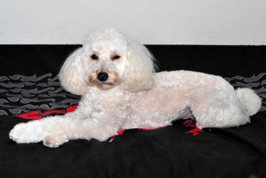 el día de su primer cumpleaños, recién salido de la peluquería canina